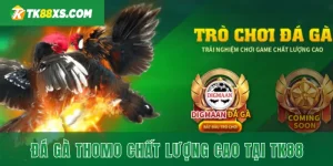 Giới thiệu về đá gà thomo TK88